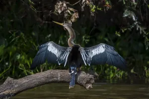 Anhinga Bird Drucke: An Anhinga, Anhinga anhinga, perching on a branch