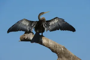 South American Animals Drucke: An Anhinga, Anhinga anhinga, perching on a branch