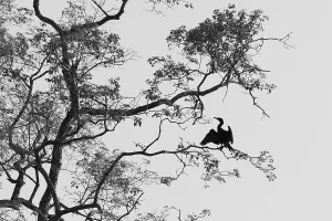 Anhinga Bird Drucke: An Anhinga, Anhinga anhinga, perching on a branch
