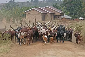 Village Life In Africa Drucke: Ankole Cattle