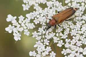 Germany Insects Drucke: Anogcodes rufiventris