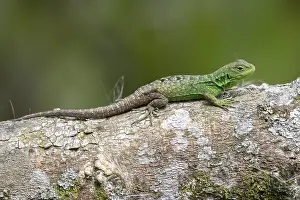 Reptile Species Drucke: Anolis biporcatus