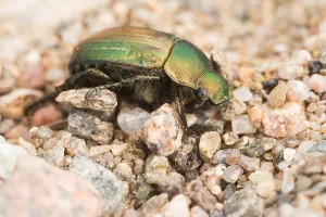 Macro Photography Germany Drucke: Anomala dubia