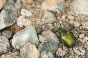 Baden Wurttemberg Wildlife Drucke: Anomala dubia