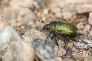 Baden Wurttemberg Insects Drucke: Anomala dubia