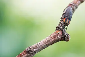Bilder Datiert 2. Juni 2021: Anthaxia manca