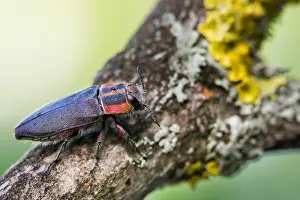Bilder Datiert 2. Juni 2021: Anthaxia manca