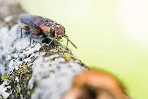 Bilder Datiert 2. Juni 2021: Anthaxia manca