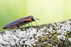 Bilder Datiert 2. Juni 2021: Anthaxia manca