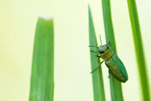 Beetle Species Identification Drucke: Anthaxia nitidula