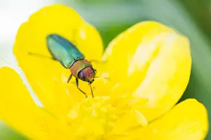 Insect Close Up Photos Drucke: Anthaxia nitidula