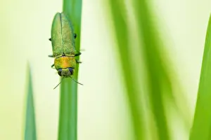 Bilder Datiert 17. Mai 2020: Anthaxia nitidula