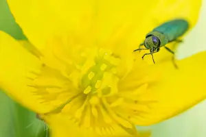 Bilder Datiert 17. Mai 2020: Anthaxia nitidula