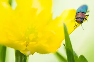 German Beetle Species Drucke: Anthaxia nitidula