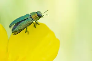 Macro Beetle Photography Drucke: Anthaxia nitidula