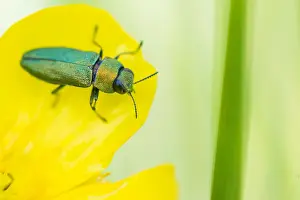 Bilder Datiert 17. Mai 2020: Anthaxia nitidula