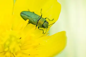 Bilder Datiert 17. Mai 2020: Anthaxia nitidula