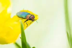 Bilder Datiert 17. Mai 2020: Anthaxia nitidula
