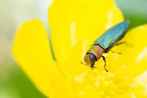 Macro Beetle Photography Drucke: Anthaxia nitidula