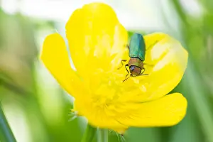 Bilder Datiert 17. Mai 2020: Anthaxia nitidula