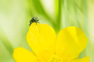Macro Beetle Photography Drucke: Anthaxia nitidula