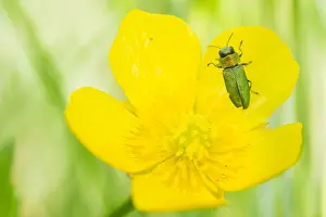 Macro Photography Of Insects Drucke: Anthaxia nitidula