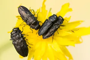 Beetle Species Identification Drucke: Anthaxia quadripunctata