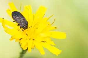 Anthaxia quadripunctata