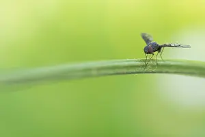 Diptera Insects Drucke: Anthrax varius