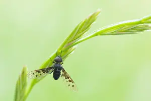 Diptera Insects Drucke: Anthrax varius