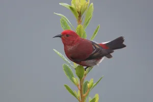 American Raptor Species Drucke: Apapane, Himatione sanguinea
