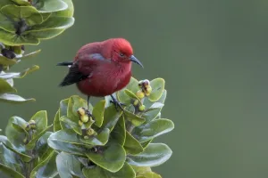 Apapane; Himatione sanguinea