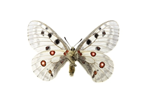 White Butterflies In Nature Drucke: Apollo; Parnassius apollo