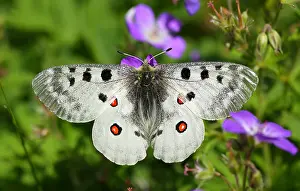 Apollo Butterfly Drucke: Apollo Parnassius apollo