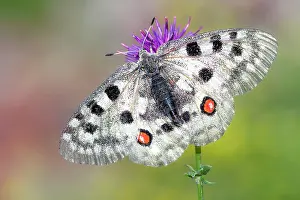 Butterfly Conservation Efforts Drucke: Apollo; Parnassius apollo