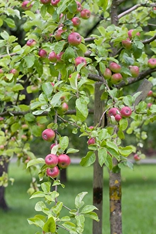 Bilder Datiert 4. Juli 2007: Apfel, Apple