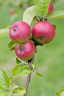 Plant Photography Drucke: Appel, Apple