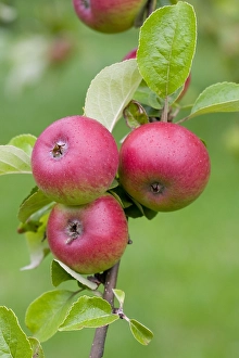 Apple Tree Drucke: Appel, Apple