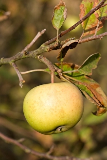 Plant Photography Drucke: Appel, Apple