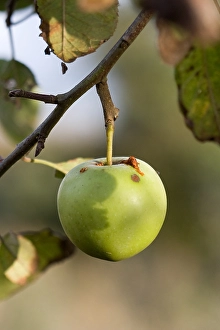 Harvest Season Photography Drucke: Appel, Apple