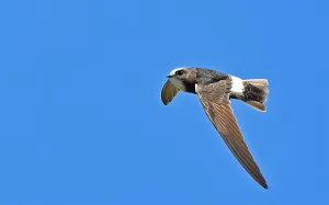 Bilder Datiert 18. Mai 2021: Apus affinis