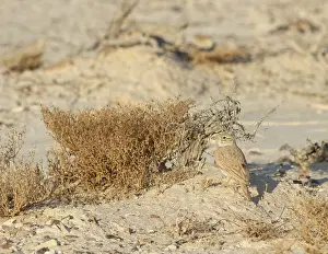 Januar Drucke: Arabisch Lerche, Eremalauda eremodites