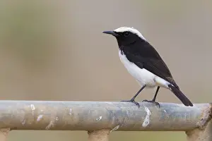 Wildlife Photography Middle East Drucke: Arabian Wheatear