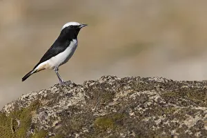 Passeriformes Birds Drucke: Arabian Wheatear