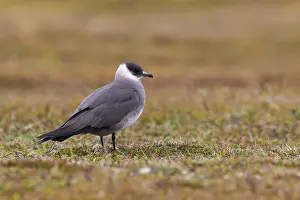 Arctic Wildlife Images Drucke: Arctic Jaeger