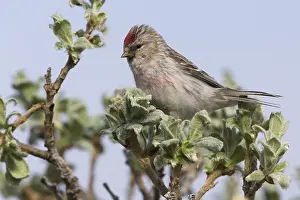 Bilder Datiert 29. Mai 2016: Arktische Rotrückenschnäpper