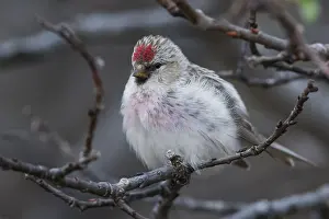Bird Species In Europe Drucke: Arctic Redpoll