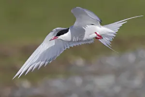 Arctic Tern Drucke: Arctic Tern
