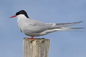 Arctic Tern Drucke: Arctic Tern