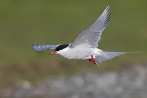 Arctic Tern Drucke: Arctic Tern